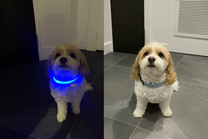 Puppsafe LED Dog Collar