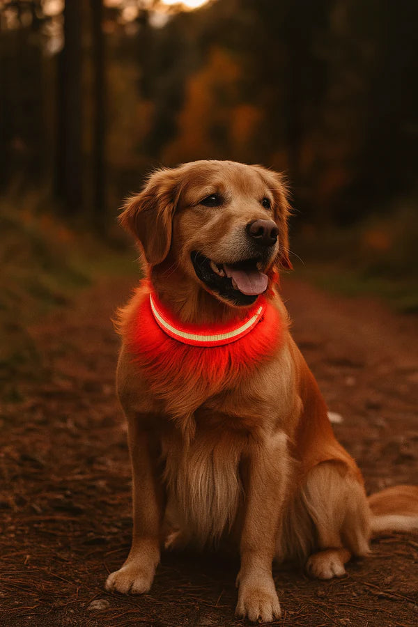 Puppsafe LED Dog Collar