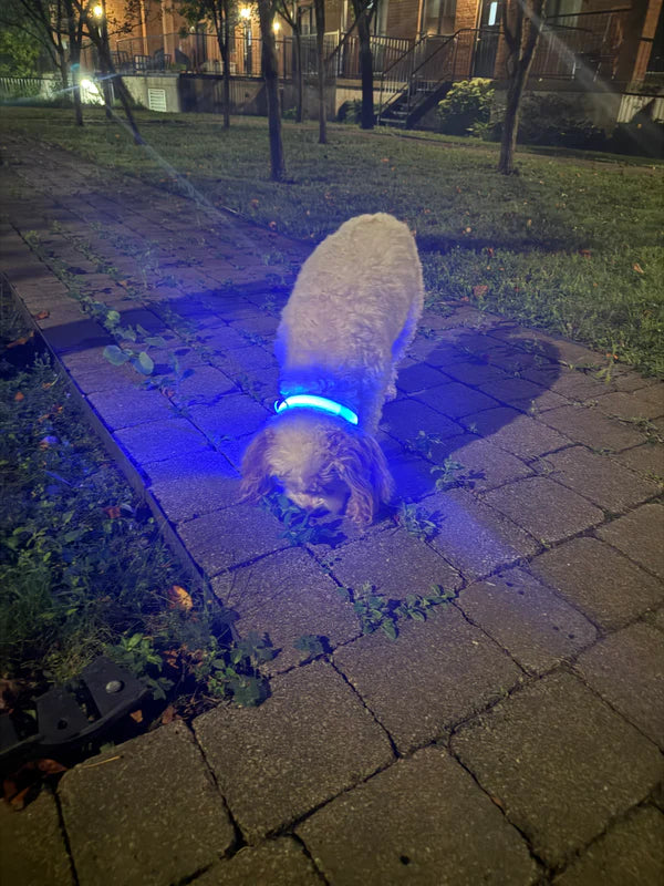 Puppsafe LED Dog Collar